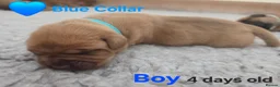 Mixed Breed dogs for sale: Stunning Dogue de Bordeaux / Mastiff puppies - Advert 5