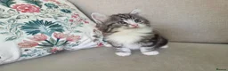 Mixed Breed cats for sale: Half Siberian kittens - ready to leave - Advert 9