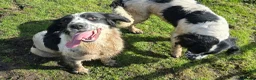 English Springer Spaniel dogs for sale: Skye - Black & White Ess 2 year old adult girl - Advert 16