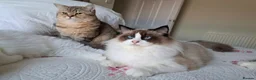 Ragdoll cats for sale: Premium Seal Bicolour  Ragdoll Boys 💖💖💖 - Advert 9