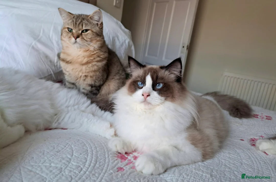 Ragdoll cats for sale: Premium Seal Bicolour  Ragdoll Boys 💖💖💖 - Advert 9