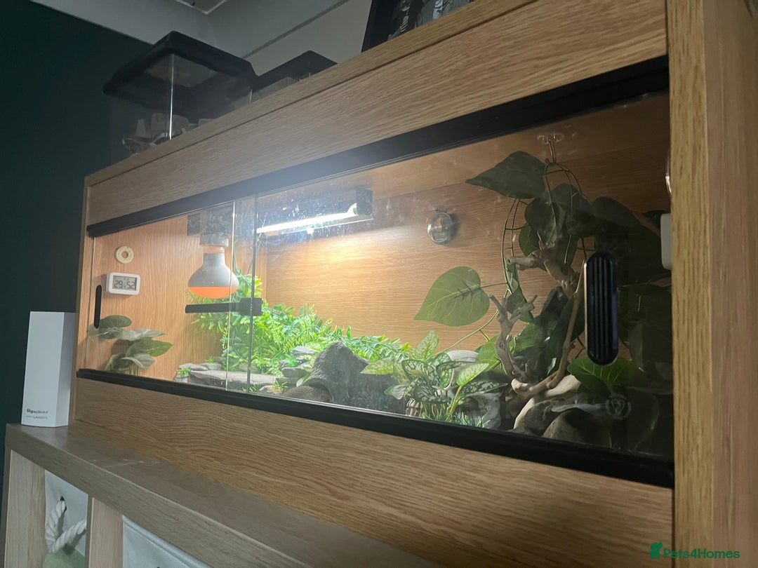 Leopard Gecko reptiles for sale: Echo the Gecko - Advert 6