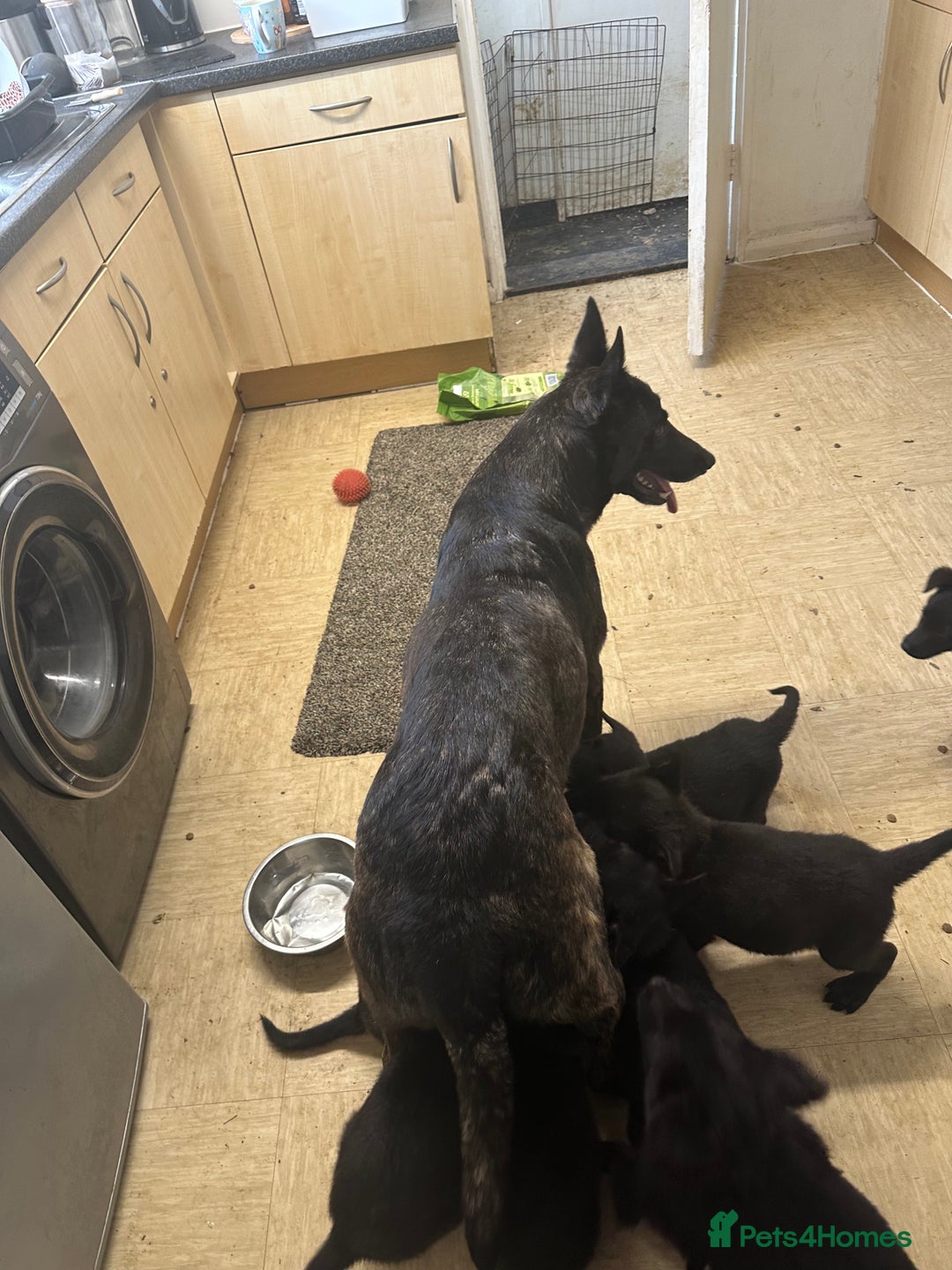Mixed Breed dogs for sale: Dutch/German shepherd  - Image 6