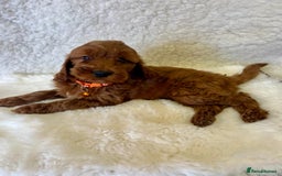 Goldendoodle dogs for sale: Outstanding Quality health tested Goldendoodles  - Image 18