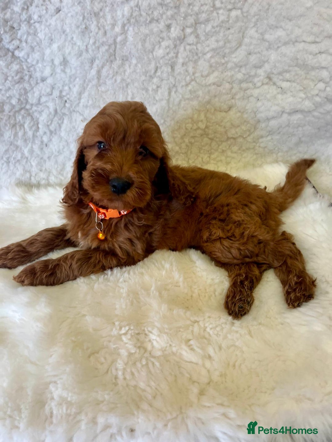 Goldendoodle dogs for sale: Outstanding Quality health tested Goldendoodles  - Image 18
