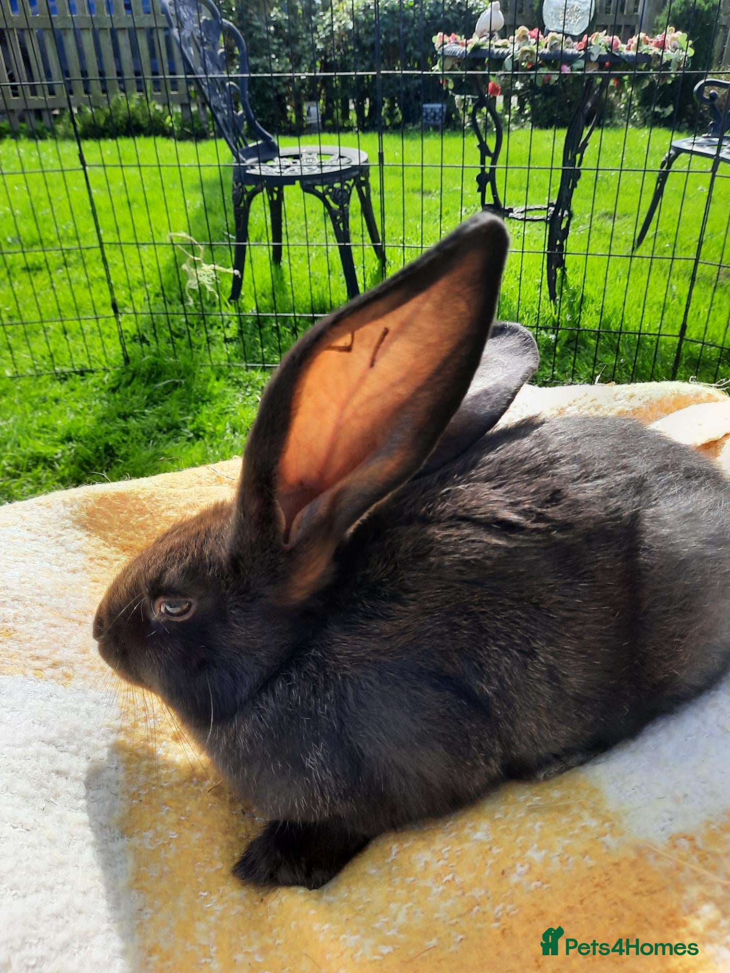 Continental Giant rabbits Beautiful Pure Giant Continentals Babies - Advert 2