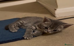 British Shorthair cats for sale: Kittens Ready Mixed British shorthair+Russian Blue - Image 3
