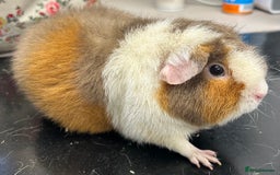 Guinea Pig rodents for sale: Teddy Sows Available  - Image 4
