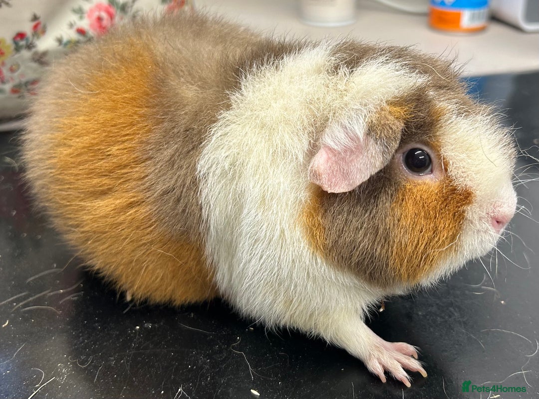 Guinea Pig rodents for sale: Teddy Sows Available  - Image 4