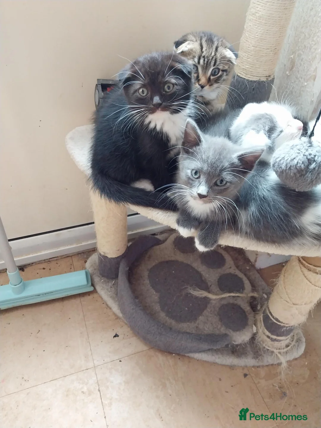 Mixed Breed cats for sale: Kittens for sale - Advert 2