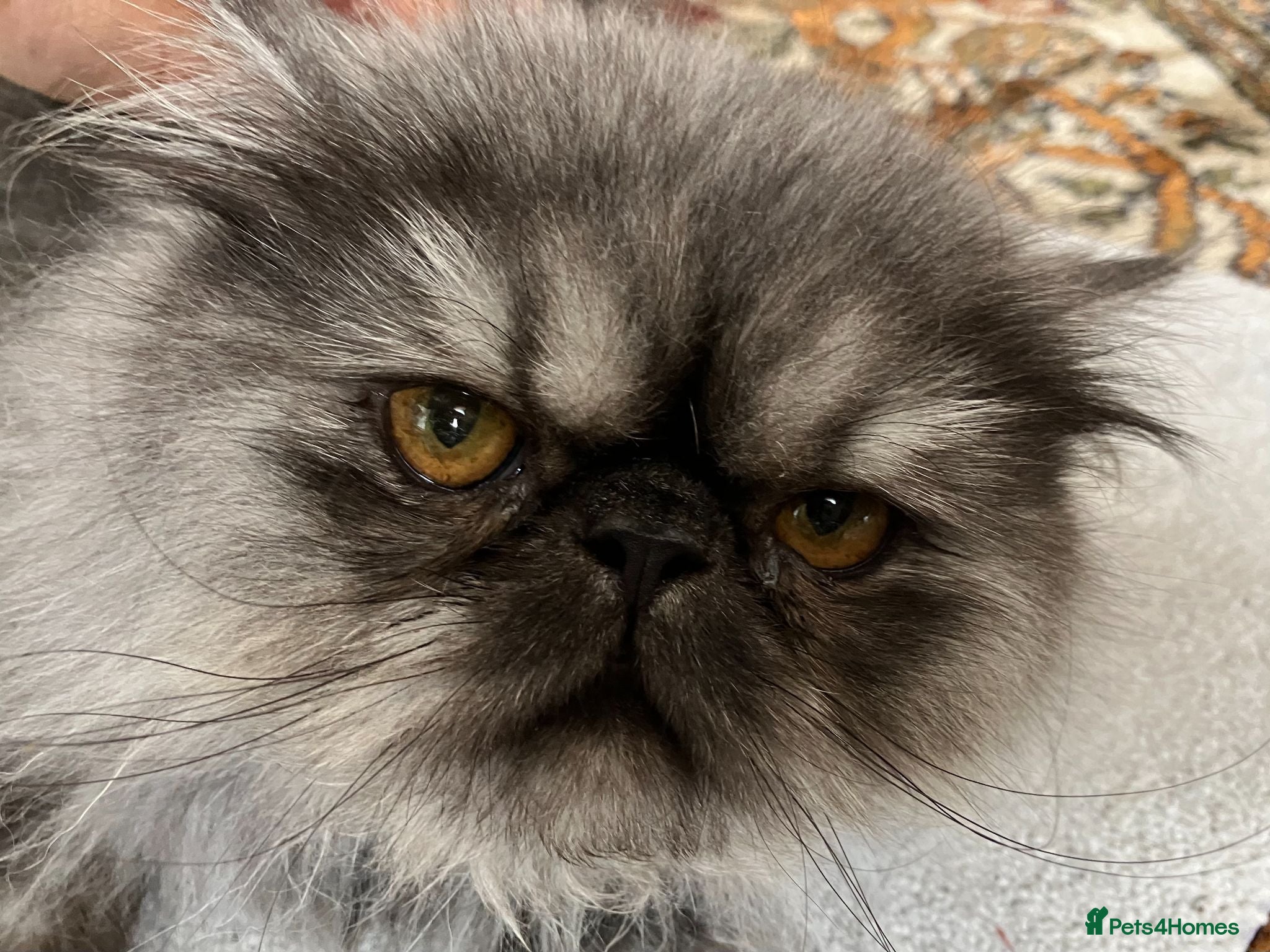 Persian cats Male Persian for Sales - Advert 1
