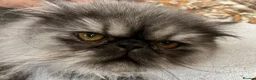 Persian cats for sale: Male Persian for Sales - Advert 1