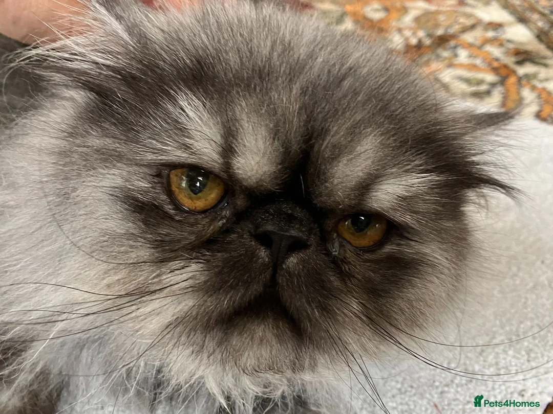 Persian cats for sale: Male Persian for Sales - Advert 1