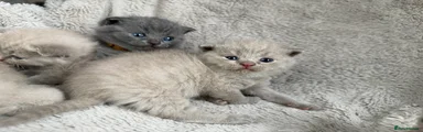 British Shorthair 4