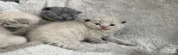 British Shorthair cats for sale: Little teddy bears - Advert 16