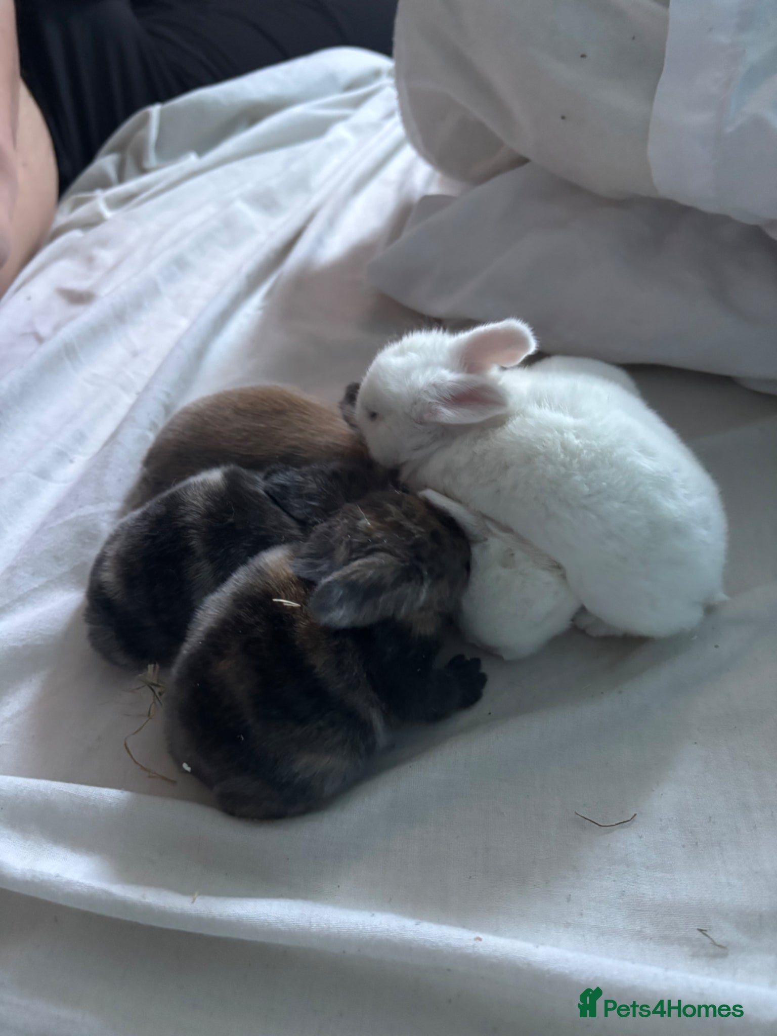 Mixed Breed rabbits 4 adorable baby rabbits ready soon 🐰 - Advert 3