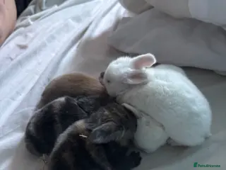 Mixed Breed rabbits 4 adorable baby rabbits ready soon 🐰 - Advert 3