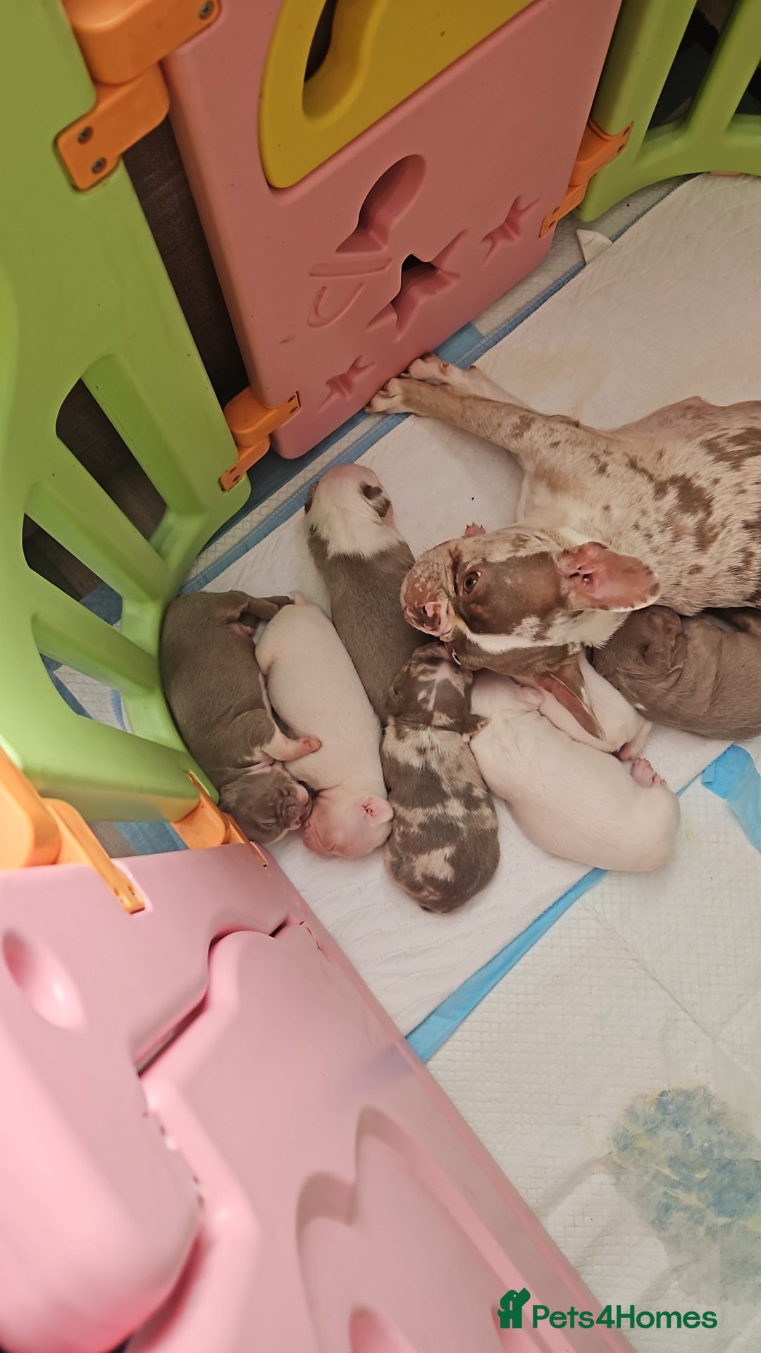 Mixed Breed dogs for sale: Last Beautiful Pink Frenchton Boy Pup Available  - Image 27
