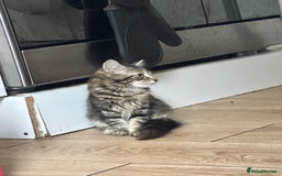 Mixed Breed cats for sale: Your forever pet for their forever home🥰 - Image 2