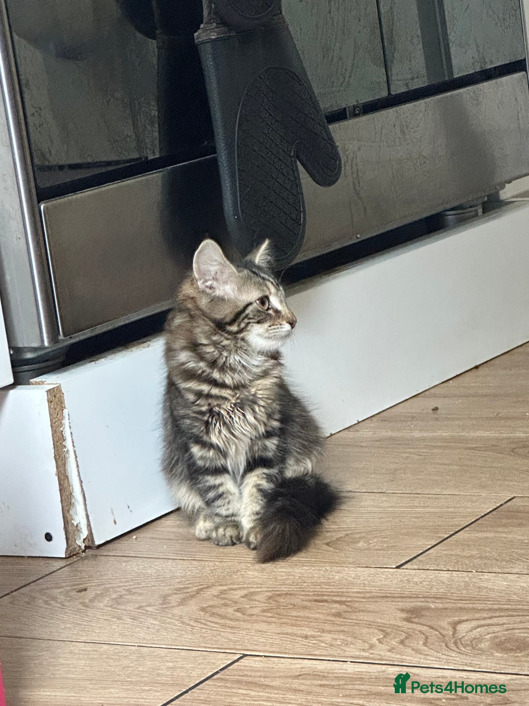 Mixed Breed cats for sale: Your forever pet for their forever home🥰 - Image 2