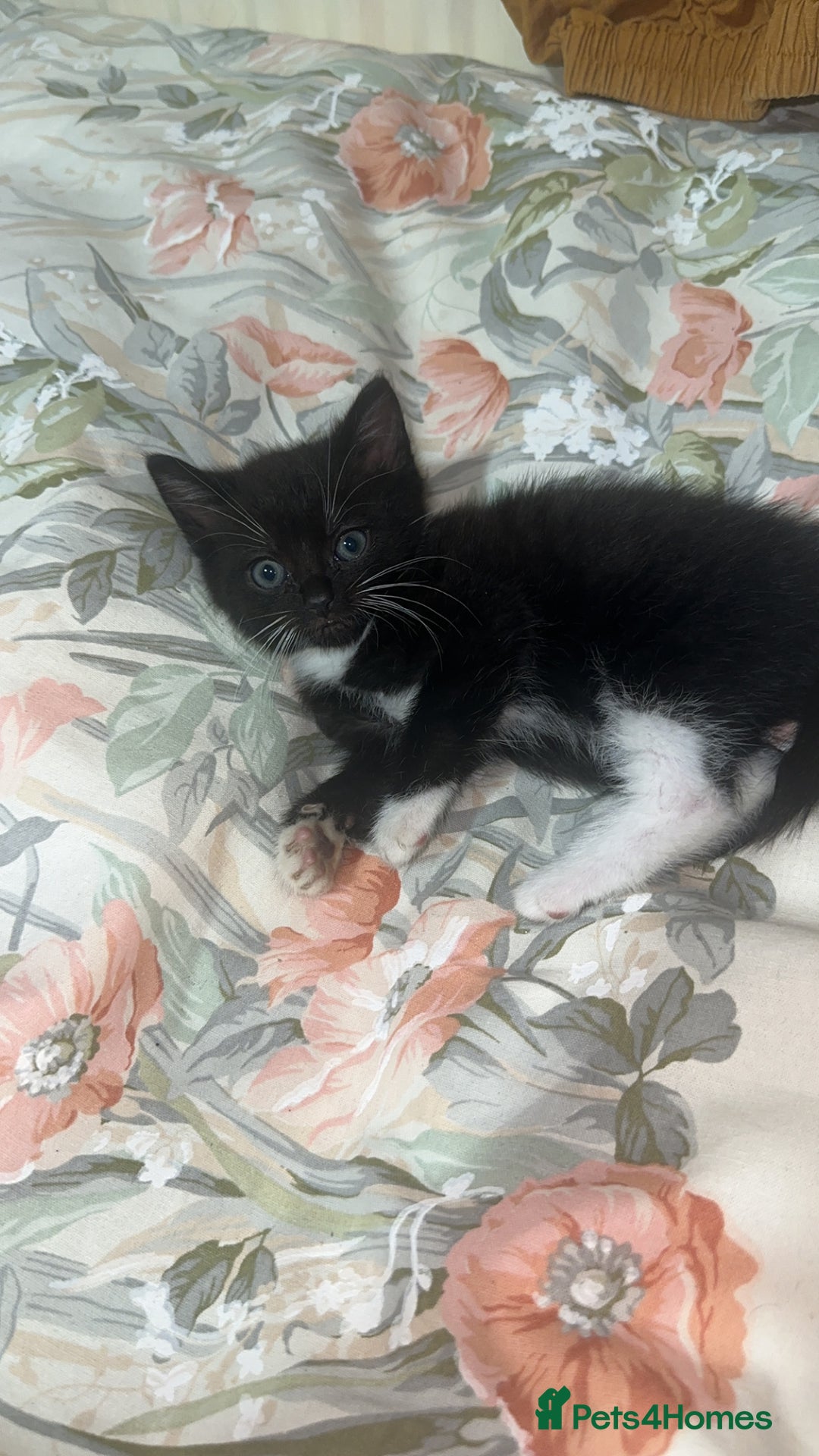 Mixed Breed cats for sale: Cute KITTENs for sale! - Advert 5