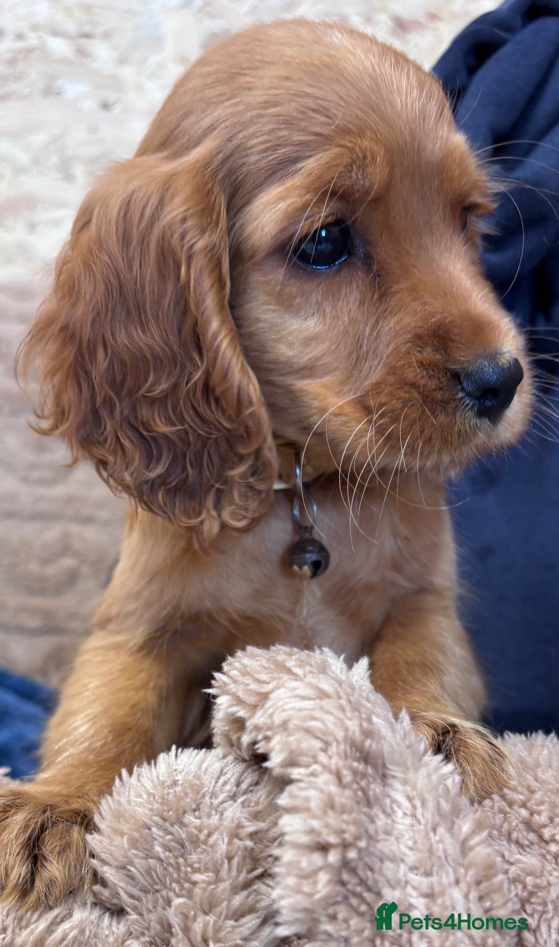 Cocker Spaniel dogs for sale: 🌈🌈Wilma’s 5 Baby’s Ready To Leave 🌈🌈 - Advert 1