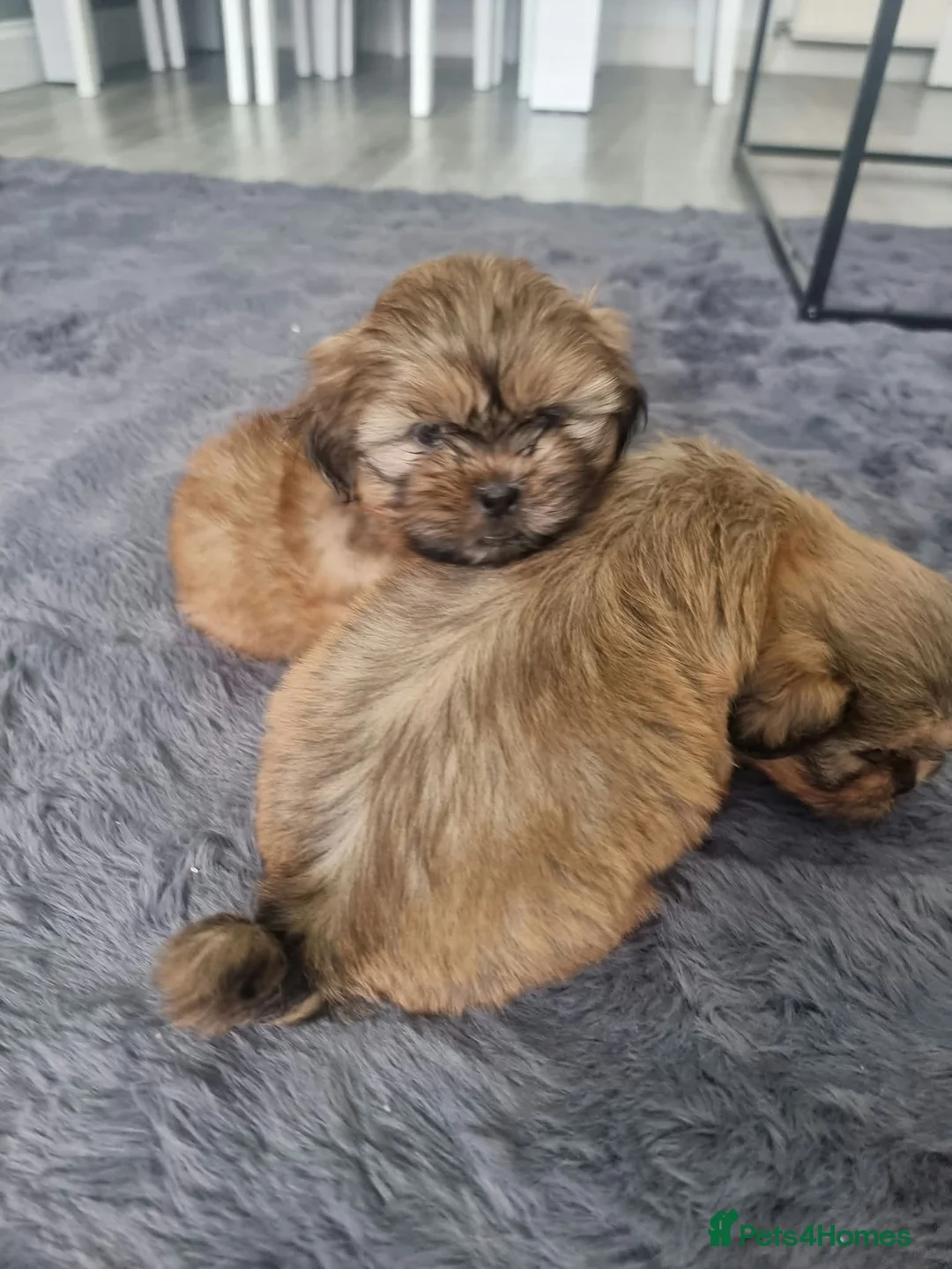 Shih Tzu dogs for sale: Beautiful Shih Tzu Puppies - Advert 9