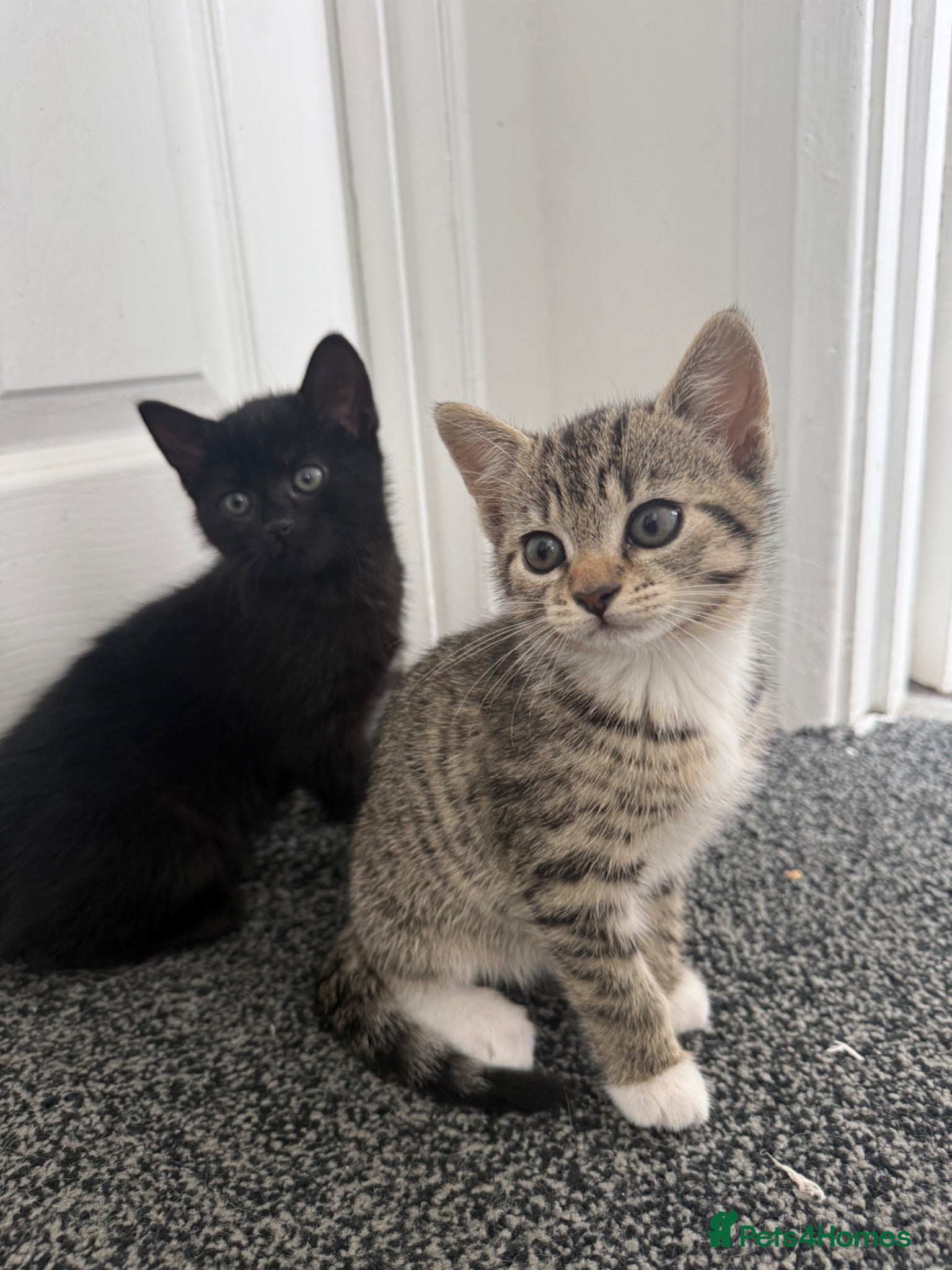 Mixed Breed cats Kittens for sale - Advert 1