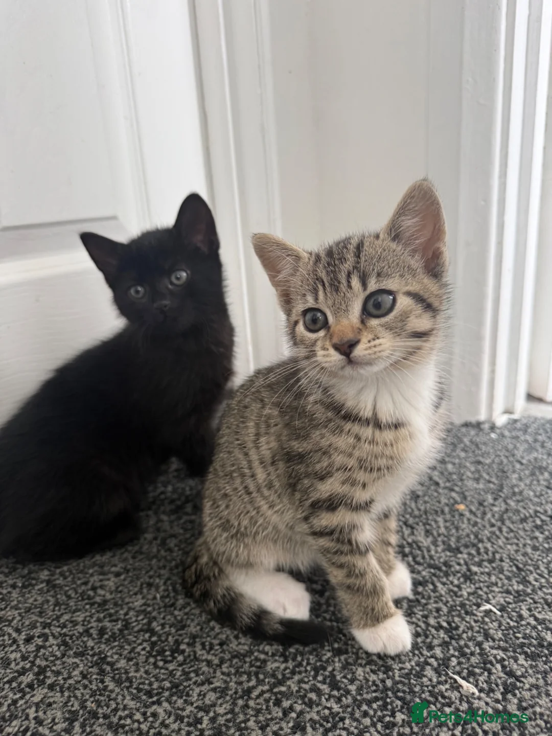 Mixed Breed cats for sale: Kittens for sale in Trimdon Station - Advert 1