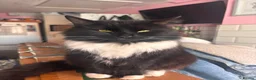 Mixed Breed cats for sale: Tuxedo kittens for sale. in Worksop - Advert 3