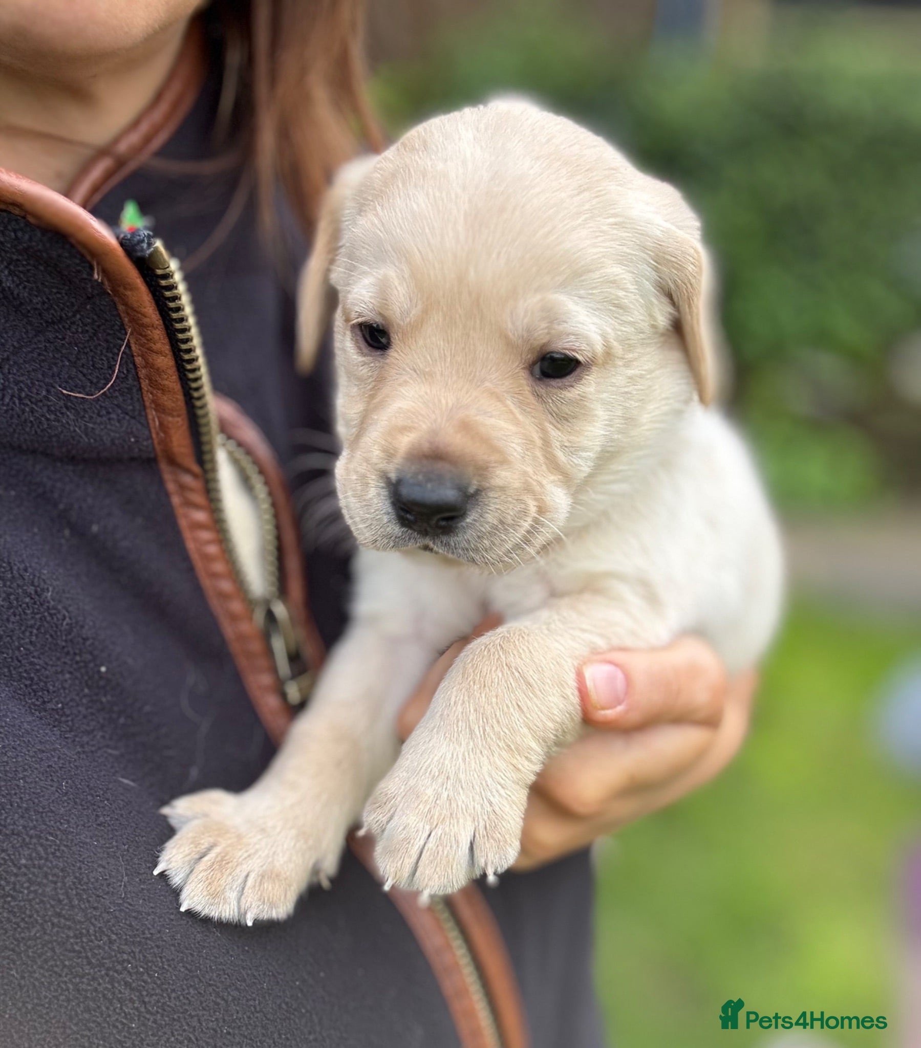 Labrador Retriever dogs Stunning Chunky KC Yellow Labrador Puppy - Advert 1