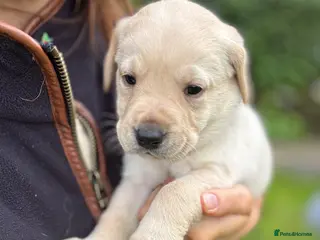 Labrador Retriever dogs for sale: Stunning Chunky KC Yellow Labrador Puppy - Advert 1
