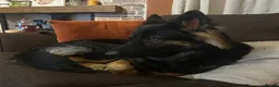 German Shepherd dogs for sale: Loving German Shepherd male - Advert 5