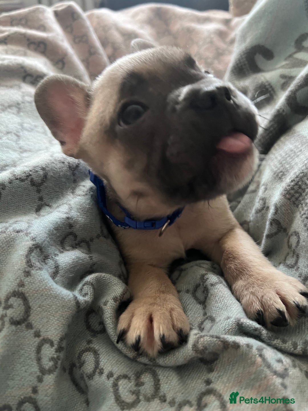 French Bulldog dogs for sale: 5 cute French bulldog puppies  - Advert 3