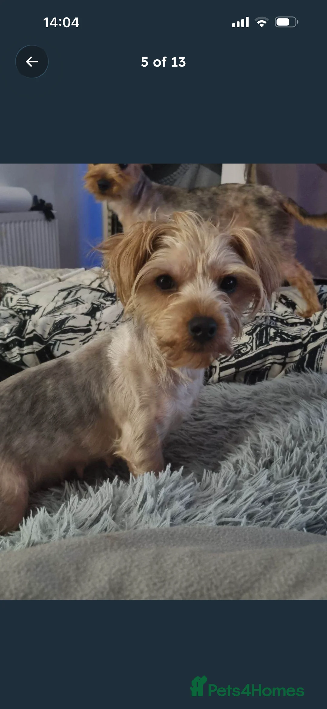 Yorkshire Terrier dogs for sale: Female Yorkshire Terrier  - Advert 2
