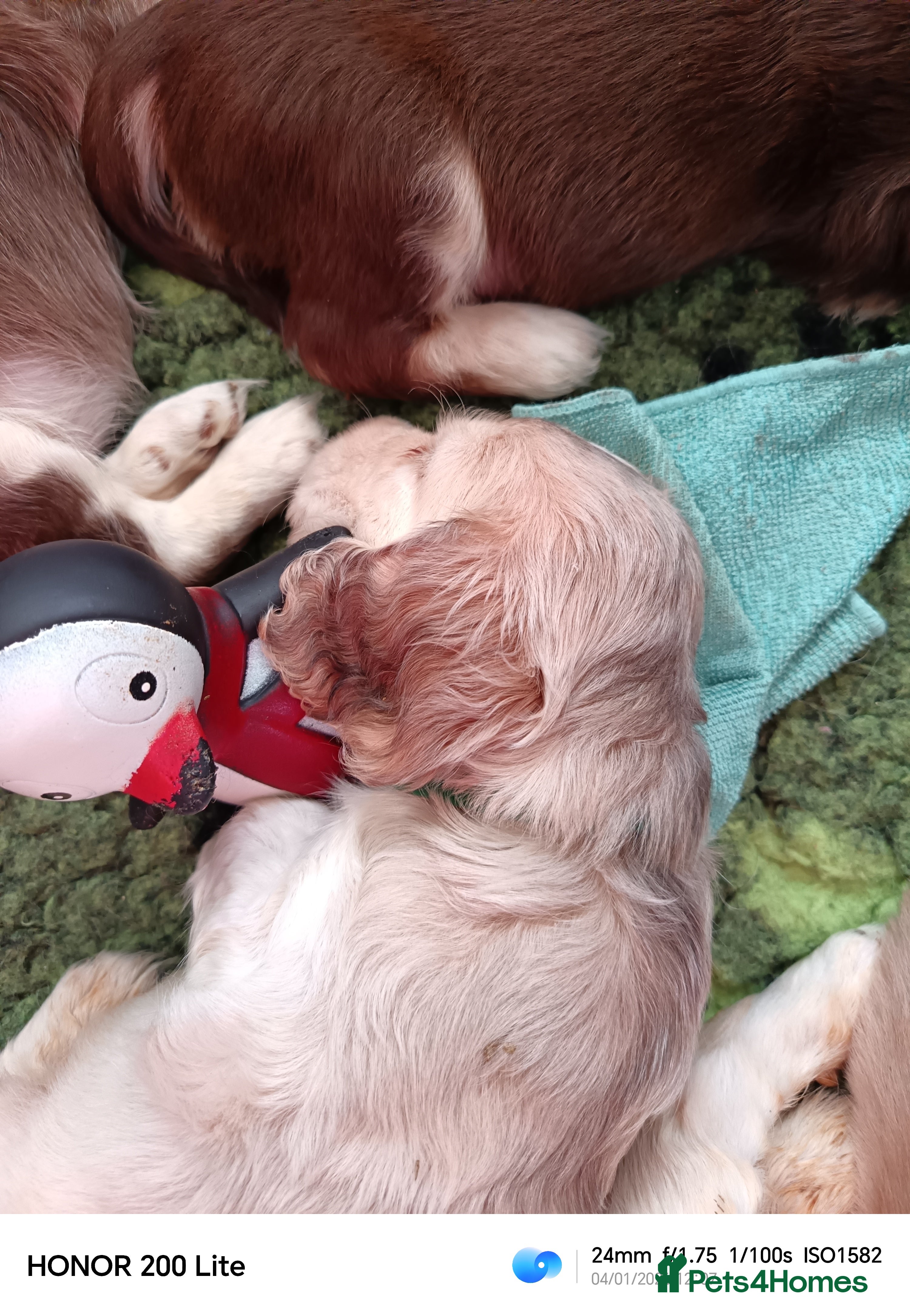 Cocker Spaniel dogs Show type Cocker Spaniel puppies - Advert 13