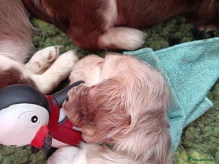 Cocker Spaniel dogs Show type Cocker Spaniel puppies - Advert 13