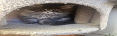 Maine Coon 4