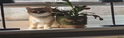 British Shorthair cats for sale: Stunning British Shorthair Golden Chinchilla - Advert 1