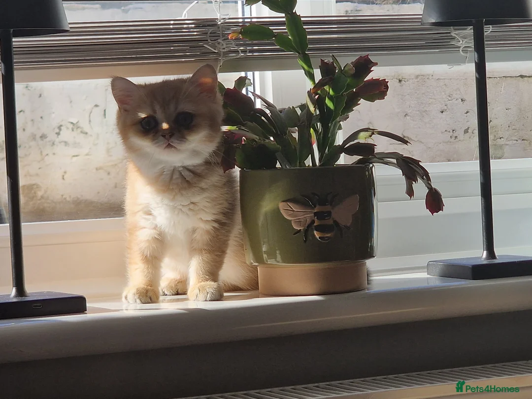 British Shorthair cats for sale: Stunning British Shorthair Golden Chinchilla - Advert 1