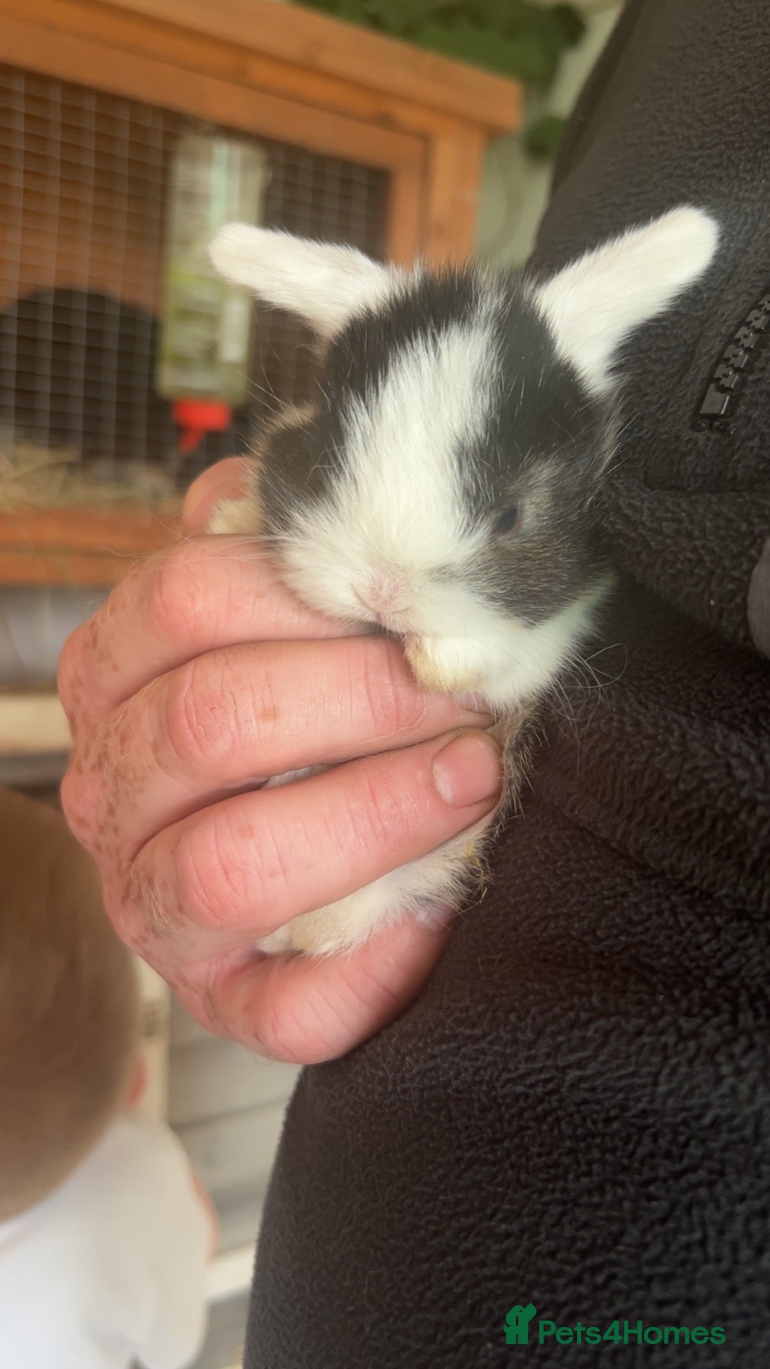 Mini Lop rabbits Mini lip rabbits  - Advert 14