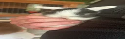 Mini Lop rabbits for sale: Mini lip rabbits  - Advert 1