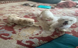 Maltipoo dogs for sale: Maltipoo  - Image 6