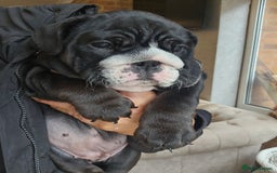 English Bulldog dogs for sale: Outstanding KC English Bulldogs, Top Quality Pups - Image 8