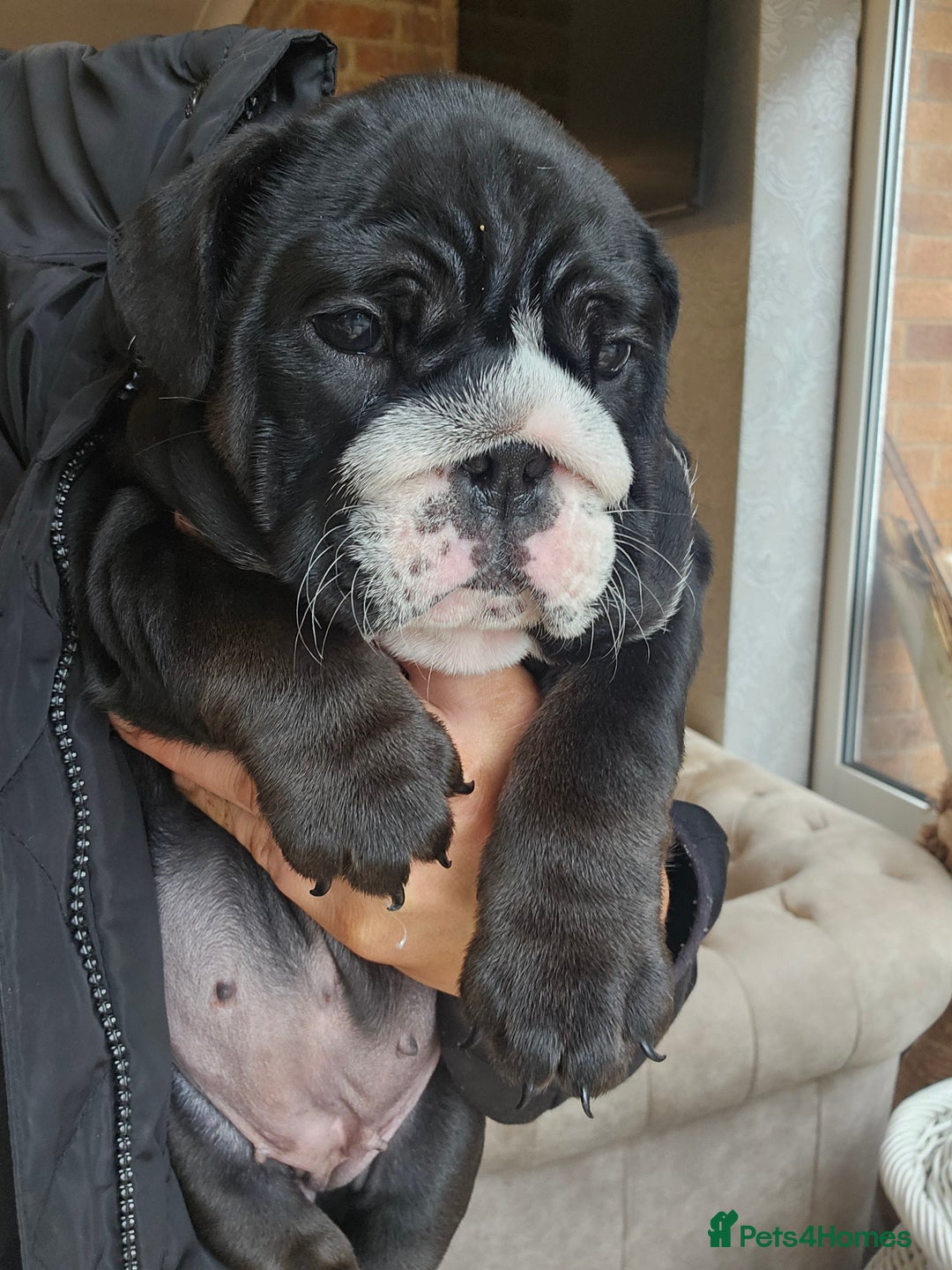 English Bulldog dogs for sale: Outstanding KC English Bulldogs, Top Quality Pups - Image 8
