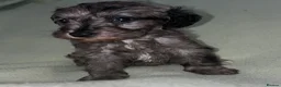 Schnoodle dogs for sale: Schnoodle pups for sale. Ready 11th October.  - Advert 4