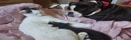 Alapaha Blue Blood Bulldog dogs for sale: Alapaha bulldog in need of forever loving home - Advert 3