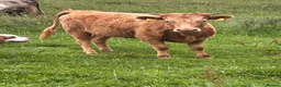 Cows & Bulls livestock for sale: Dexter x Galloway Cows and Dexter Bull for sale  - Advert 6