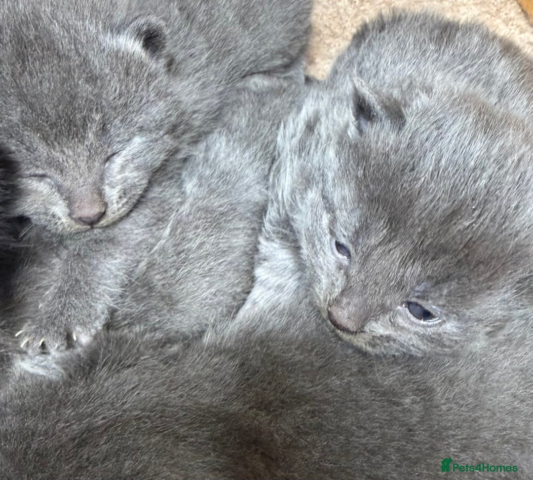 British Shorthair cats for sale: The cutest British Shorthair Grey Kittens  - Advert 25