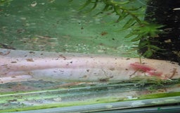 Other/Mixed Breed fish for sale: Axolotls - Advert 6